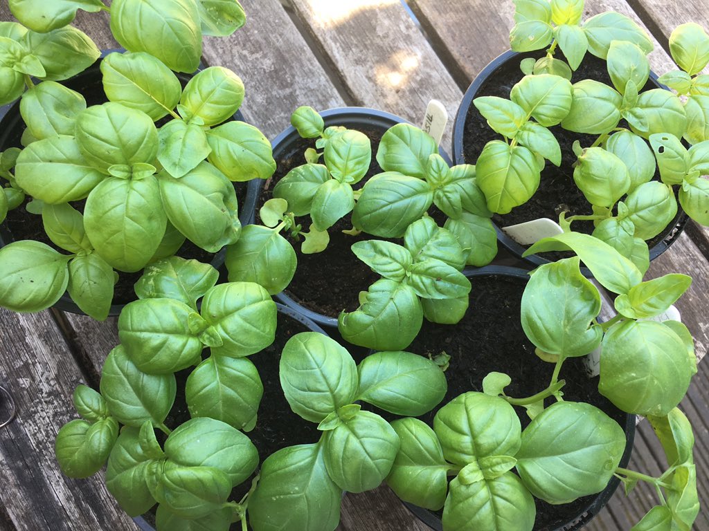 I know it's just basil, but given I'd never in my life grown anything from seed until seven weeks ago, I'm really chuffed with these plants. Ate some for tricolore salad last night, was delicious.
