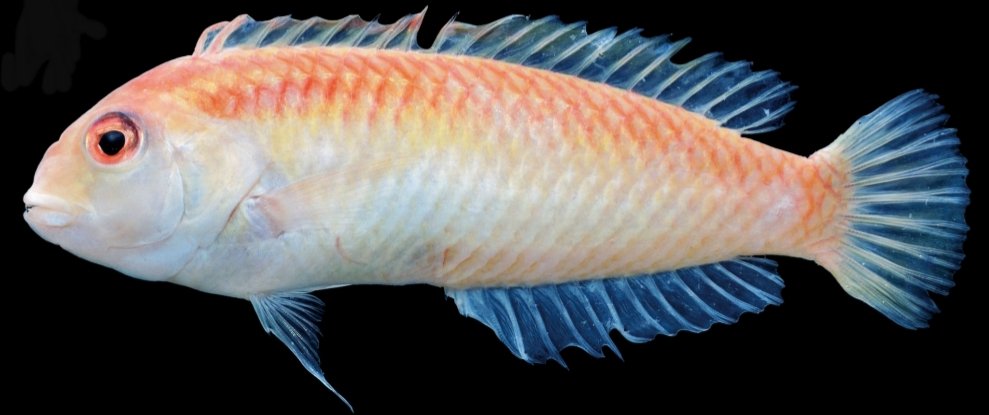 フナと納豆のひと 元マンボウ拾ったひと 魚好きなら誰もが新種 未記載種 の魚 を自らの手で捕ってみたいとおもうはず 12年に与論島で釣り上げたベラが新種記載されたようです ホカゲテンスモドキ Novaculops Compressus