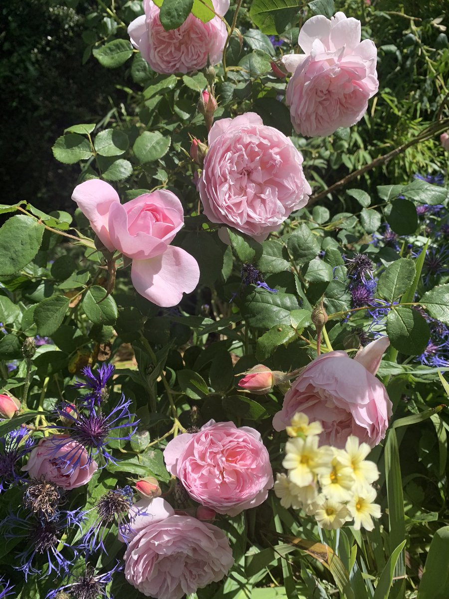 HBlackmor4's tweet photo. More #flowersinbloom #pinkroses #lovethegarden #lockdowngardener https://t.co/iG8kiLTtAL
