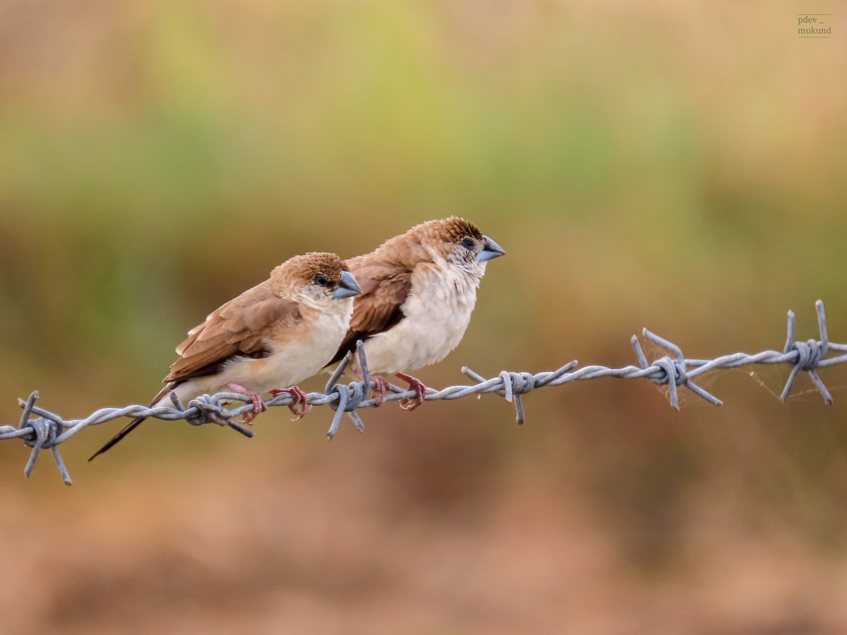 DevMukund8's tweet photo. #PDMphotography 
#wildlife #nature #wildlifephotography #birdphotography #birds #photography #NationalGeographic #wild #outdoor #animalplanet #picoftheday  #travelphotography  #naturelovers #wilderness #photographer  #learnphotography #SriLanka #flamingeos #discovery #kilinochchi https://t.co/buvtnmJuZg