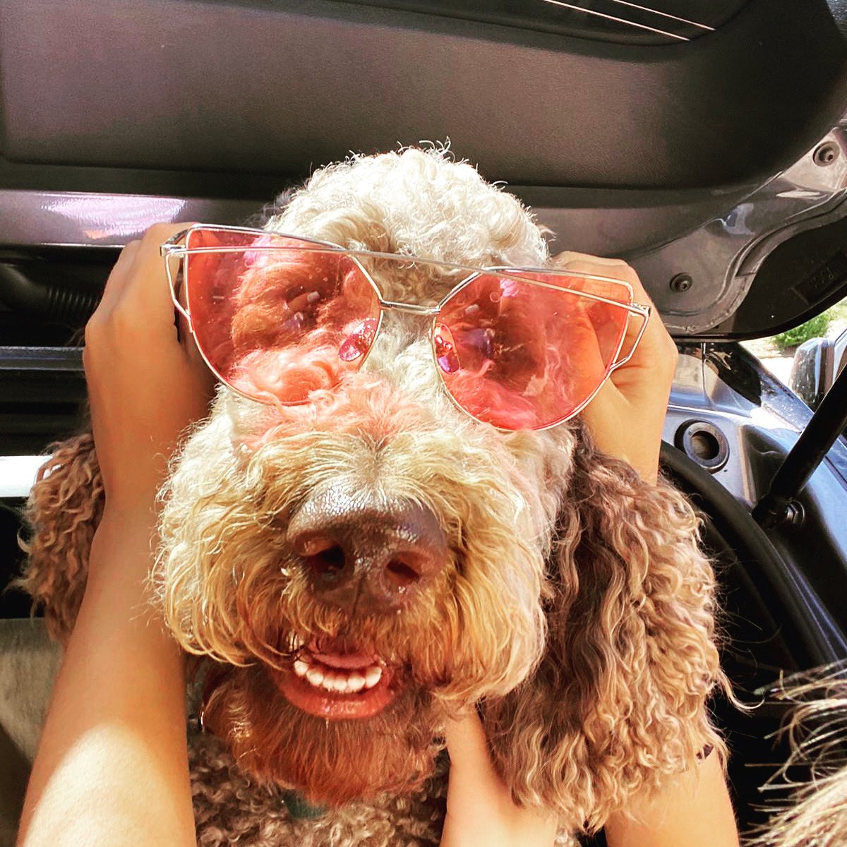 🐕 Yogi is that cool he can rock the rose tinted glasses 🐕