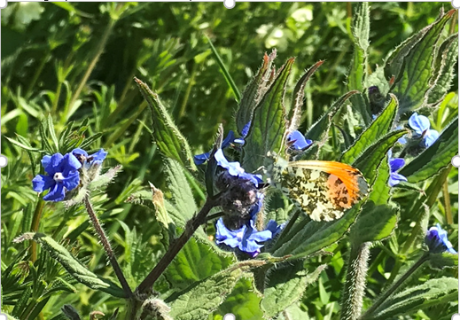 CUBotanicGarden's tweet photo. Interested in plant #conservation but not sure how to get involved? Check our list of ideas from using photos to record wildflowers to mapping trees to finding nature's calendar. There's something for everyone Take a look! #FoP20 https://t.co/fXg2cC2bVB https://t.co/xXJxuNnQCf