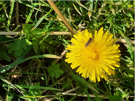 Interested in plant #conservation but not sure how to get involved? Check our list of ideas from using photos to record wildflowers to mapping trees to finding nature's calendar. There's something for everyone Take a look! #FoP20 tinyurl.com/y8cw3omr