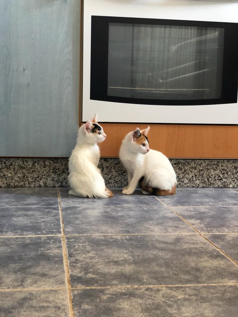 ajg_92's tweet photo. ¿Alguien quiere adoptar un gatito?
Hay 2 hembras y 1 macho.
Tienen 3 meses.
Compartid esto a ver si alguien quiere alguno.
Preferiblemente que viva por Alicante o alrededores.
Muchas gracias. https://t.co/XwXq3KC0br