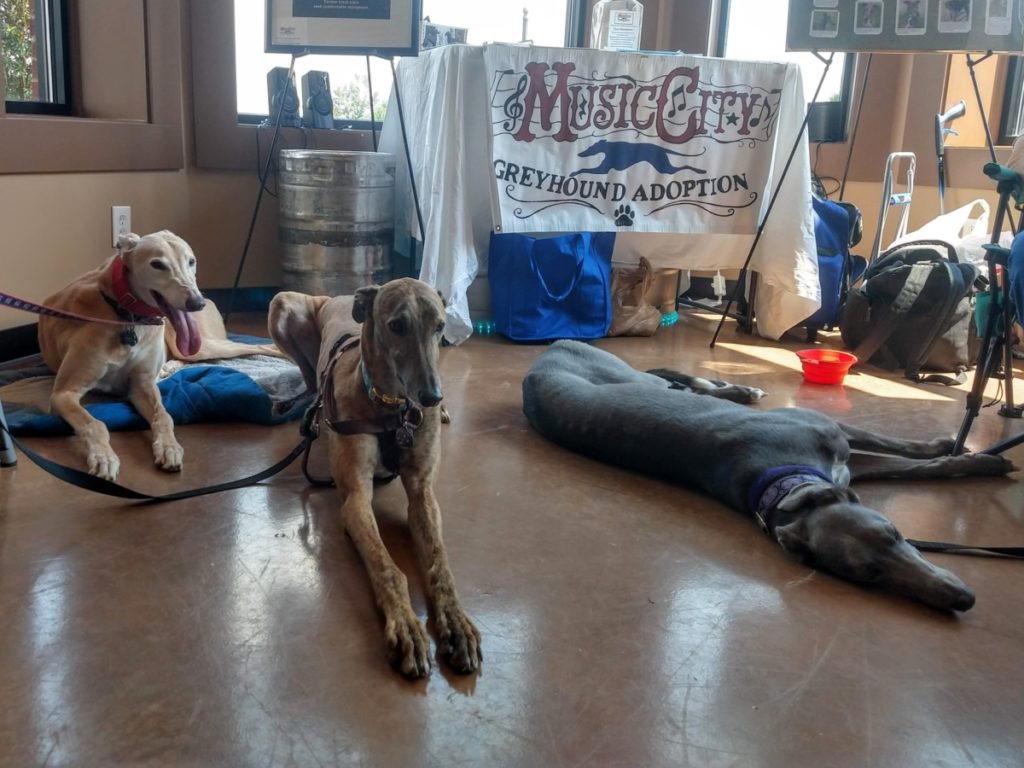 terraM's tweet photo. Happiness is a warm Greyhound (and a cold craft beer) https://t.co/F6WglCoeqU #greyhounds #RVlife #travel #craftbeer https://t.co/UZ9LDF1ooY