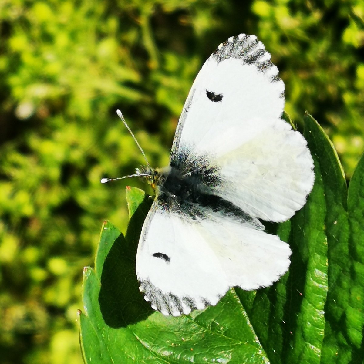 Green Veined White butterfly.