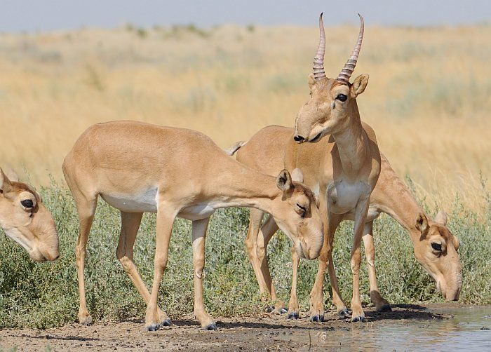 Et même si l'agent pathogène réussi à se transmettre de population en population, il y a généralement une trop grande diversité génétique pour les infecter toutes. Mais on a quelques contre-exemples comme la Saiga tatarica, une antilope d'Asie centrale décimée par une maladie.