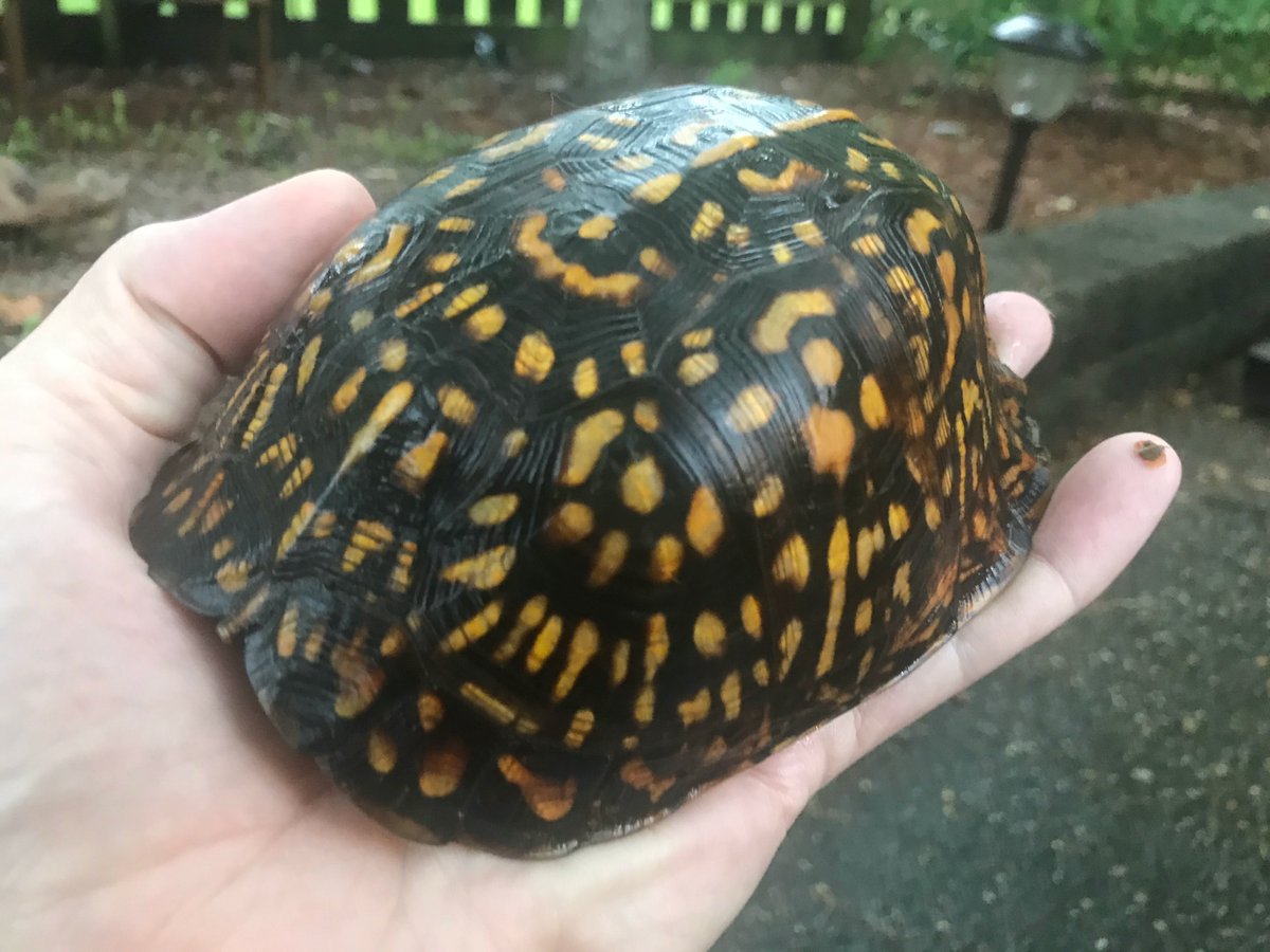 Ken Collins tweet media