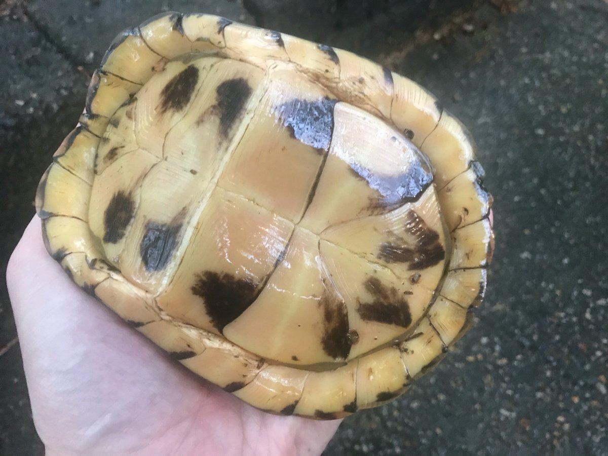 Ken Collins tweet media