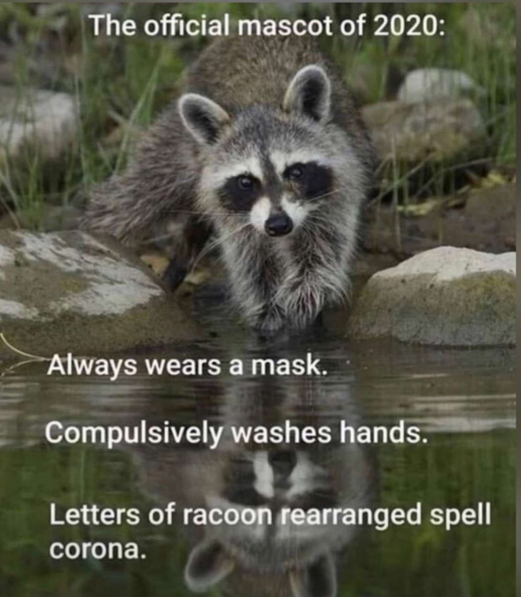 Racoons Gießen (@waschbaeren_ueg) on Twitter photo 