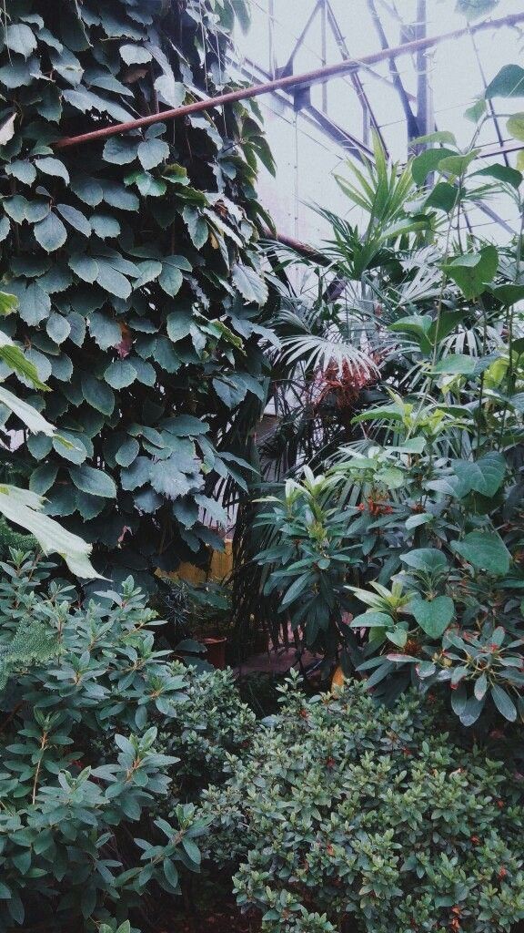 Flower_Rion's tweet photo. Я ходила в оранжерею и принесла фоточку.... Мне нужно было сделать домашку вчера, не могла сосредоточиться и ушла туда... https://t.co/0yL6jNR4Pd