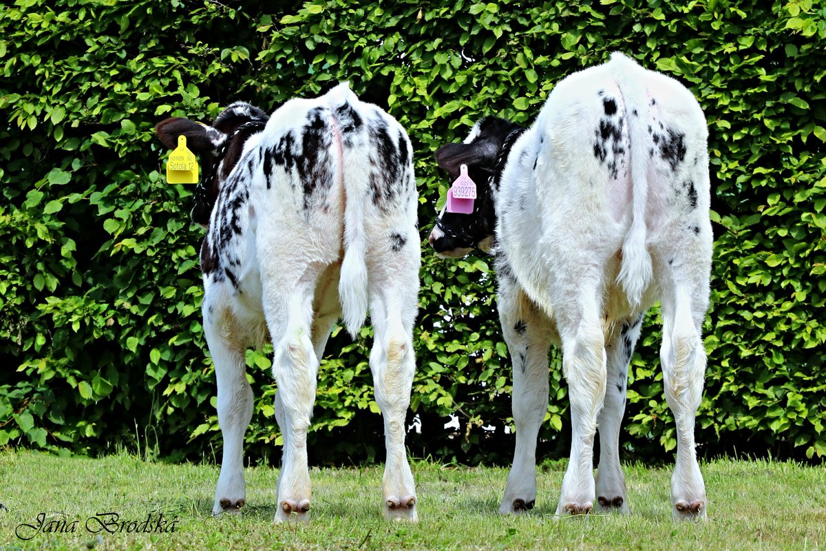 cogentbreeding's tweet photo. 3 month old calves #SiredByCogent Auchenlay JAVELIN in the Czech Republic.
The average birth weight of the bull and heifer pictured was 35Kgs with an average weight gain over the last 90 days at 1.28Kgs per day.
#BeProfitableBeCogent https://t.co/eM8IRrRzI6