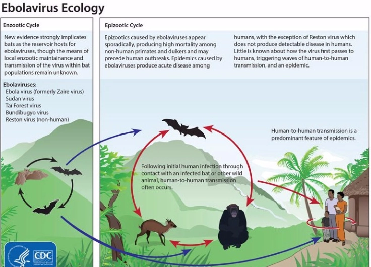 Le pire reste à venir car ces animaux domestiqués, après avoir transmis leurs pathogènes, vont servir de pont entre les pathogènes du monde sauvage et Homo sapiens : c& #39;est ce qu& #39;on appelle une zoonose. On peut citer Ebola qui vient des chauve-souris ou le MERS du dromadaire.