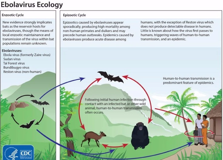 Le pire reste à venir car ces animaux domestiqués, après avoir transmis leurs pathogènes, vont servir de pont entre les pathogènes du monde sauvage et Homo sapiens : c'est ce qu'on appelle une zoonose. On peut citer Ebola qui vient des chauve-souris ou le MERS du dromadaire.