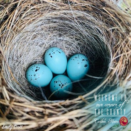 "I love living in Caribou because springtime brings new life!" ~Emily Scott

#ourcornerofthecounty #cariboumaine #ourcommunitycares

Enter your photo in our contest! Details can be found here: bit.ly/caribouphotoco…