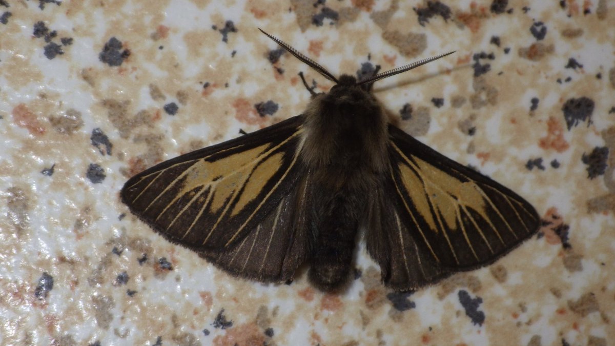 A friend in Anglesey had this Buff Ermine aberration, does anyone know how common are they?