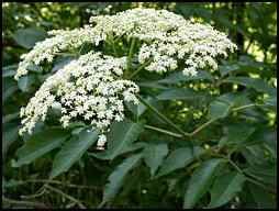 HomesteadOrg's tweet photo. "Your Medicinal Garden: Ten Herbs to Plant This Spring" - #homesteading #homestead #medicinalherbs #herbs #herbalism #herbalmedicine #healingherbs #holistichealth #medicinalplants #herbalhealing #herbalremedies #healthylifestyle #naturalremedies https://t.co/mAZmSu51W8 https://t.co/4mBmg4SuM7