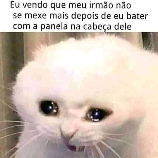 Memes acessíveis - Descrição: na foto de cima, um gato branco