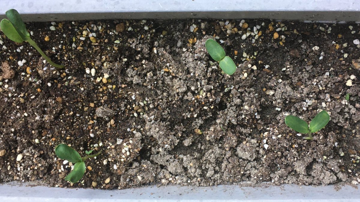 T この3ヶ月ほどの自粛期間中に庭の植物が育ってきた ミニ薔薇が咲いた トマトの花が咲き 実がなった 下の子が拾ってきた胡桃の実から芽が出て 大きくなった ひまわりやマリーゴールドの種を植えて 芽が出た 紫陽花は蕾に 柿の花が咲いた