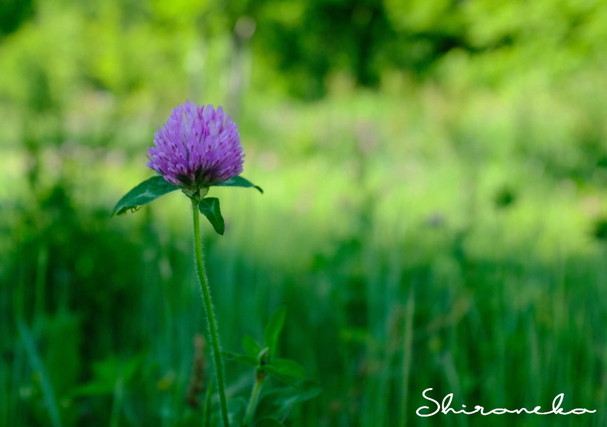 トラ年のねこ ムラサキツメクサ 001 紫爪草 アカツメクサ 赤クローバー 花 花が好き 花写真 クモ ハーブ 路傍 緑肥 デンマーク国花 ファインダー越しの私の世界 写真好きな人と繋がりたい Fujifilm