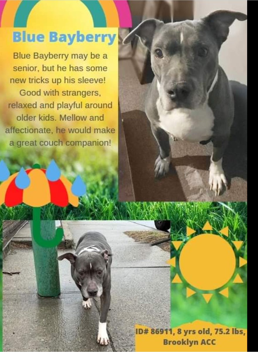ginachron's tweet photo. #NYCACC PRIORITY. BLUE BAYBERRY 8yr #86911 ACC foster says "the biggest chunk of love +happiness you cd ask for.." Housetrained, loves kids (best 7+) some dogs (slow intro). $500 stipend to NH rescue. Email NYCDogsLivesMatter@gmail.com to #Adopt #Foster https://t.co/WjYGl2SiLk https://t.co/BEStcO4Tpf