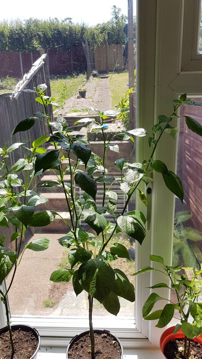 chilligrowing's tweet photo. โค๏ธ๐ฑ๐ฟ๐ธ๐ถ๏ธ๐ฅ
#gyo #growyourown #chilli #chili #chile #growing #grow #peppers #hotpeppers #lovegrowing #lovechilli https://t.co/L7ZazOWtXE