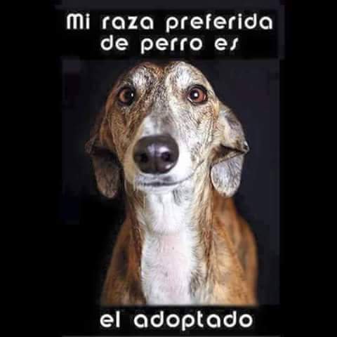 ¿#SabesQue hoy es el #diaDelPerroSinRaza

Si tú no miras el color de la piel tampoco busques el #pedigree, sólo el cariño