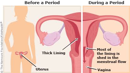 • What Is MENSTRUATION?- The menstrual cycle is part of the body's way of preparing for possible pregnancy each month.- The body lines the womb making it thicker and richer with blood vessels making it a conducive home for a baby.- If pregnancy does not occur, the...