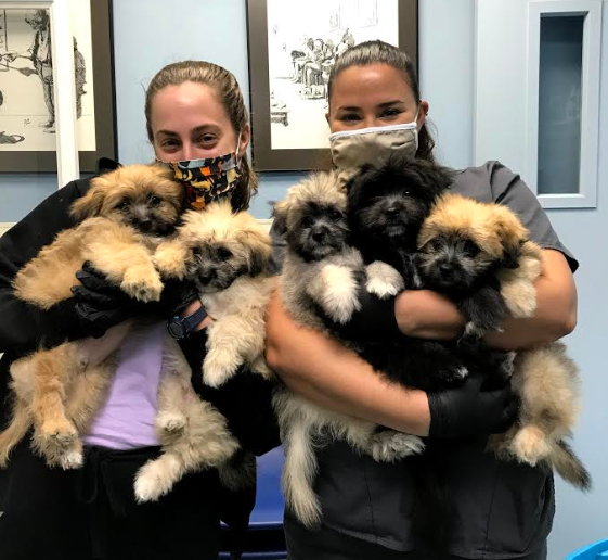 VCG4Pets's tweet photo. There's no better way to welcome in a Thursday than seeing Dr. Wellington and Dr. Sanabria with arms full of puppies! Cuteness overload!
#dogsofqueens s #nycdogs #puppys #puppyplay #puppyfun #puppypowner #puppylife #puppyday #puppiesforall #puppiesoftheday #cutedogpics https://t.co/wi8UwHYqI8