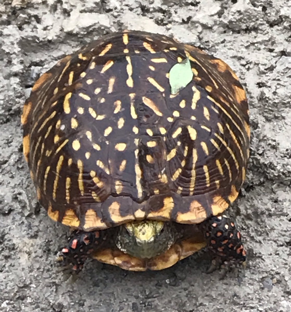 TollefScience's tweet image. Misty morning wanderer with bonus leaf. 
Ornate box turtle #Terrapene #Kansas state #reptile.