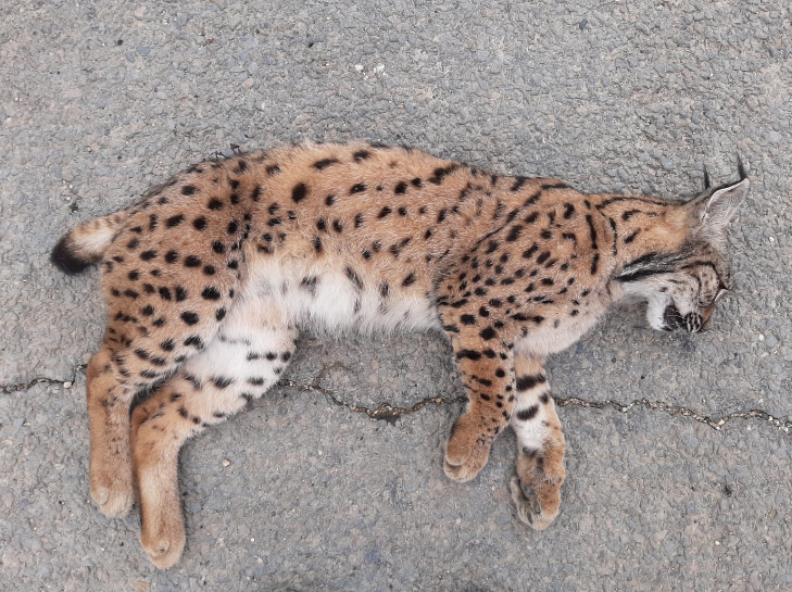 jcdelolmowwf's tweet photo. Otro lince atropellado en #Doñana!
3 en una semana, un escándalo internacional!
Y ahora @JuanMa_Moreno quiere construir un 3er carril entre Almonte y Matalascañas cruzando el Parque Nacional
No se puede consentir!
@JuanMa_Moreno @Teresaribera @ecologistas
 https://t.co/huKi2wS53E https://t.co/vSPZ3htst2
