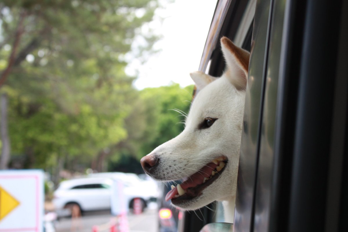 しょんぼり顔 変な寝方 ストーブ前を占領などなど 何をしても尊い柴犬様が集まった 柴犬を崇めよ 年5月版 2ページ目 Togetter