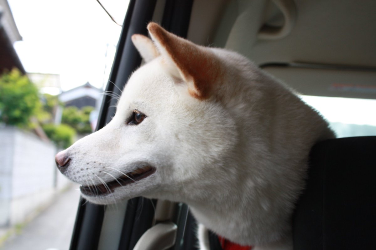 画像 犬 ストーブ 占領 2652 犬 ストーブ 占領 Akusevenpic