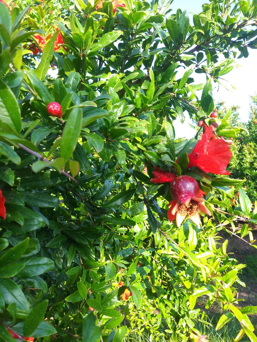 Soex2V's tweet photo. Almost june #pomegranate var. Smith #fruitsetting #Moncofa https://t.co/NhmpV7RmUv
