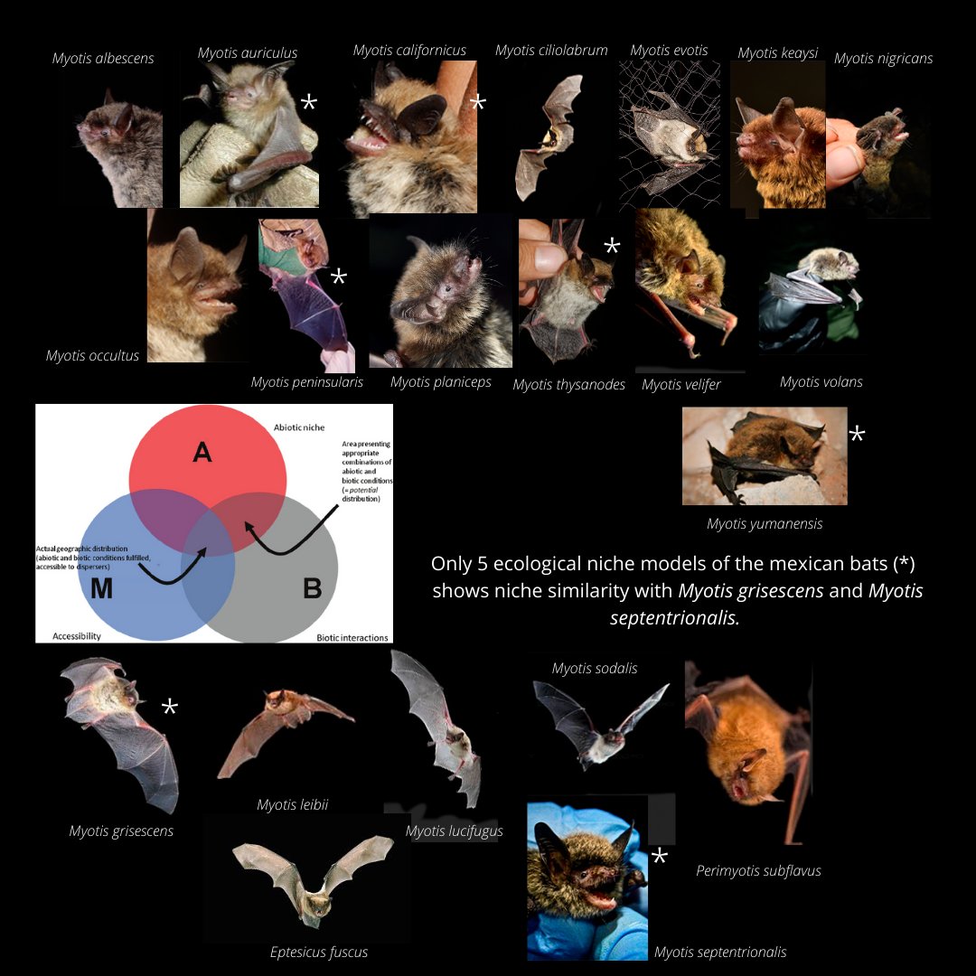 HomoZotz's tweet photo. 4 #WBTC1 #Conserve2 After builded the predictive models, we compared 3 bat infected species against the 15 mexican bat species @BatConIntl @Bioconciencia__ @UNAM_MX 

Only 5 species of mexican bats showed similarity to 2 bat species infected with #WNS https://t.co/oIO0riyTfT