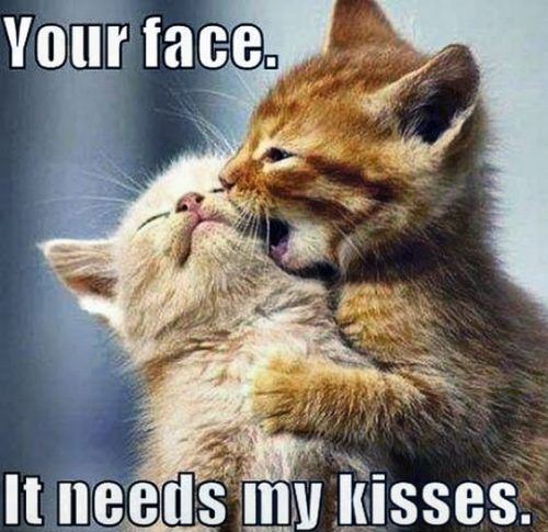 Such a cutie 🐱😍... What do you think?⁣
Comment below 👇

#actofkindness #givelovefisrt #deservelove #lovemore #lovesign #kindheart #goodheart #thoughtfulness #lovepoems #lovequotes #lovepoemsforher #poemslovers #poemsaboutlove #booklover
