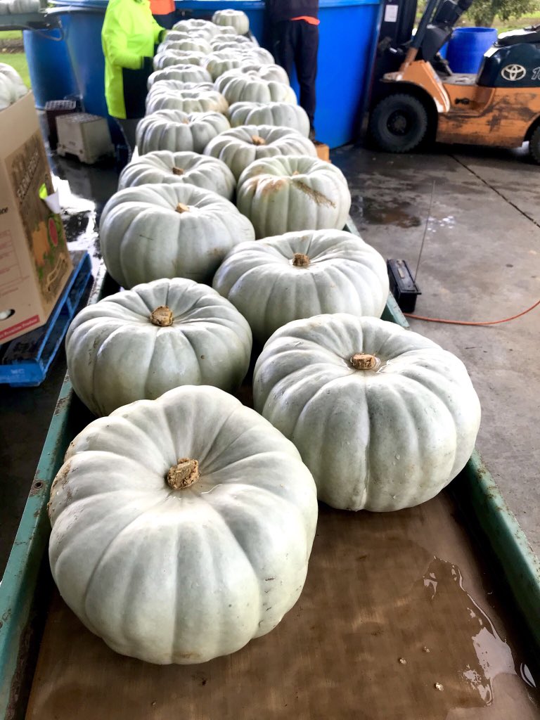いちは Jackie 豪州 A Twitter 取り扱っているかぼちゃ3種類あるのだけれど 中でもこの品種 正式名称忘れた Gray Pumpkin がめちゃくちゃでかい 伝わるだろうか 詰めるダンボールの箱もでかくて ちょろっと写っているけれど165cmのわたしの胸くらいまである