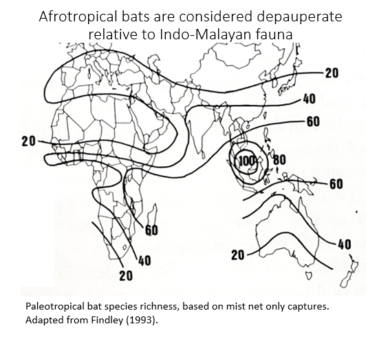 IroroTanshi's tweet photo. 1/5 #WBTC #Conserve2 Tropical bats are uber diverse! Early studies suggest that Afrotropical 🦇 fauna are species poor. But are they? 

To test this, we used contemporary techniques that target different 🦇 ensembles. We trappped bats in Africa’s largest bat diversity hotspot. https://t.co/0GMJz60uWO