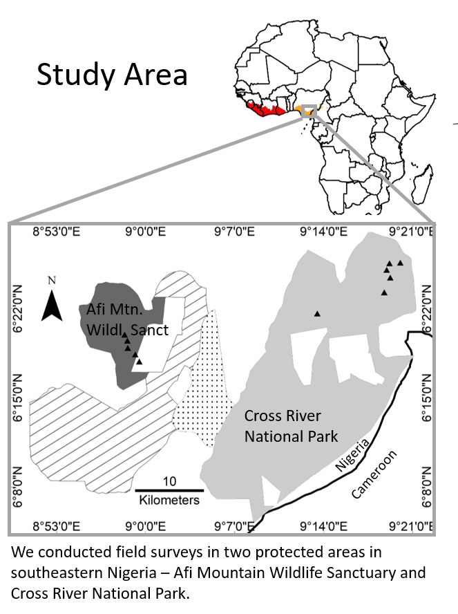 IroroTanshi's tweet photo. 2/5 #WBTC #Conserve2 Between 2015-2019, we caught 🦇 in harp traps and mist nets in unlogged forests in southeastern Nigeria. We compared our survey to 🦇 abundance data from two sites in Indonesia and one in Malaysia - compiled from published/unpublished sources. https://t.co/EnIvkk3tzV