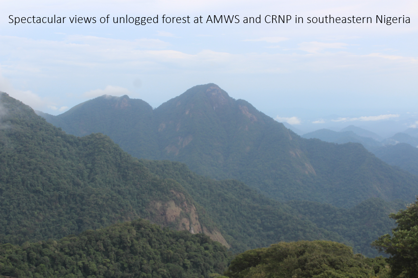 IroroTanshi's tweet photo. 2/5 #WBTC #Conserve2 Between 2015-2019, we caught 🦇 in harp traps and mist nets in unlogged forests in southeastern Nigeria. We compared our survey to 🦇 abundance data from two sites in Indonesia and one in Malaysia - compiled from published/unpublished sources. https://t.co/EnIvkk3tzV