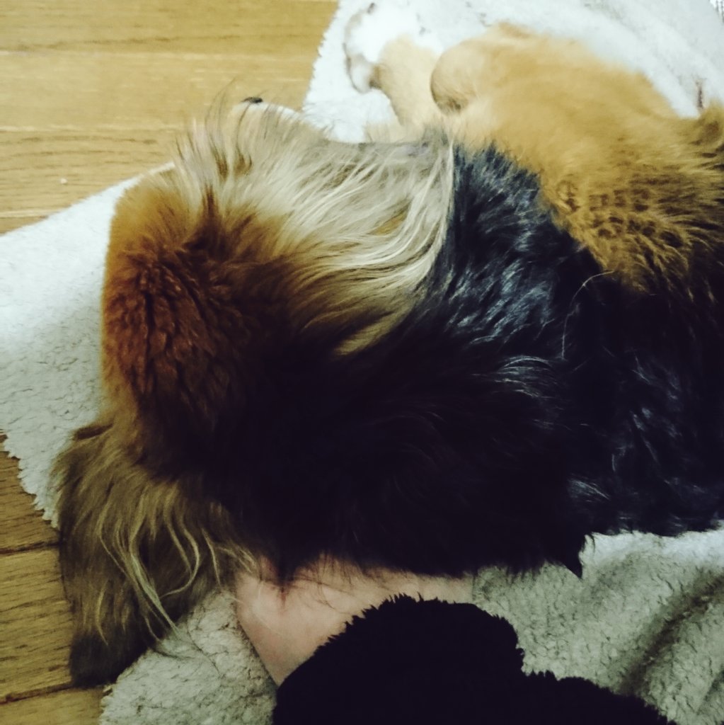 寝てるとこちょっかい出したら手を枕にされた。すまんかったって…。