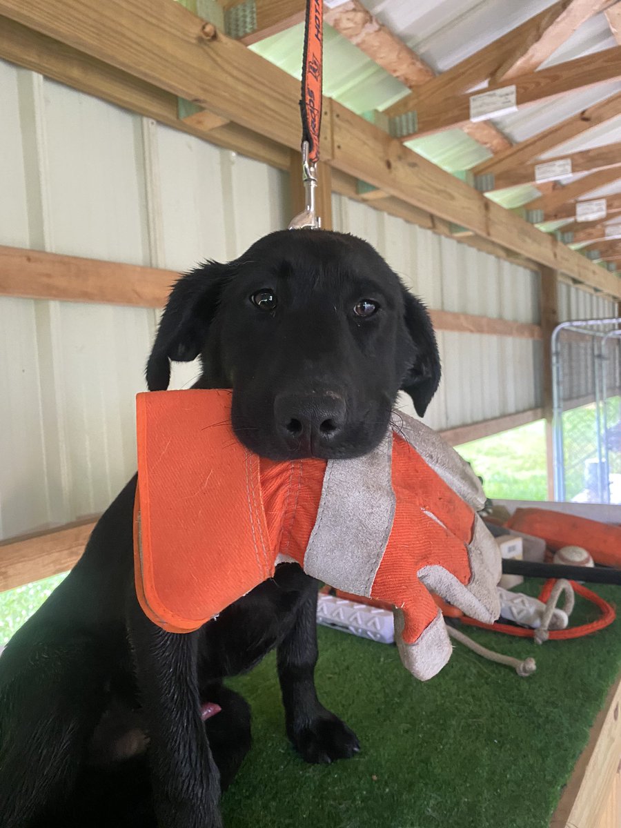 RileysRetriever's tweet photo. “Hold” https://t.co/856ccQLJpB