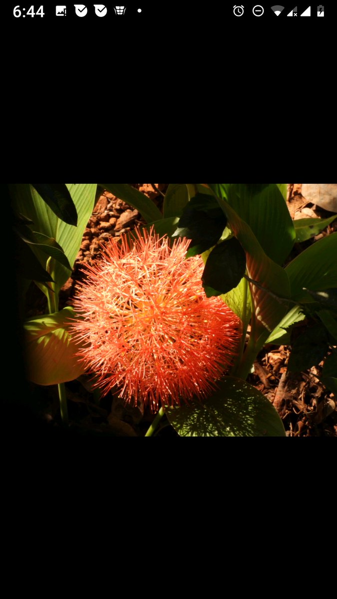 Blood Lilly suddenly erupted in our garden after summer rains and thunderstorms . Can  we call it as the Corona Flower ?