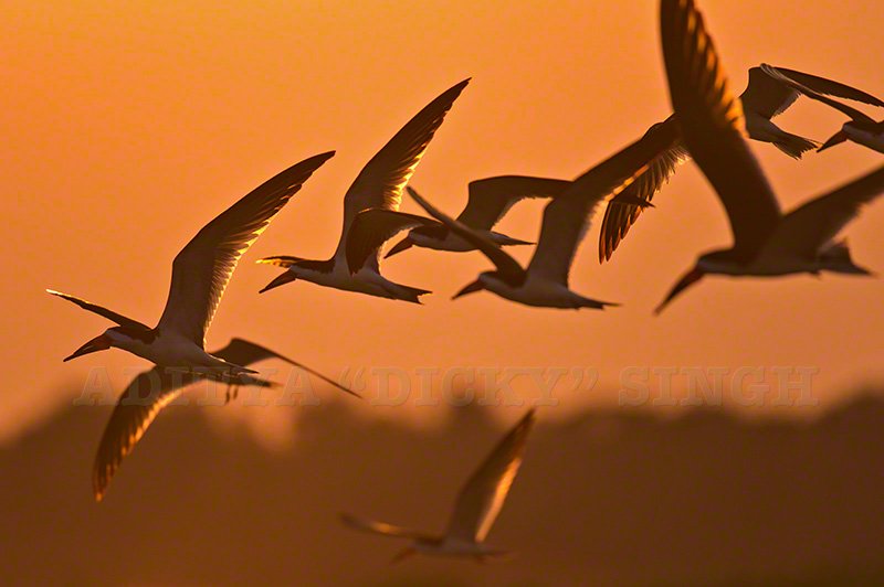 Amazing birdlife. I am not really much of a bird photographer. I prefer to watch them but these Black Skimmers at sunset would have been a pretty stupid photo opportunity to miss.