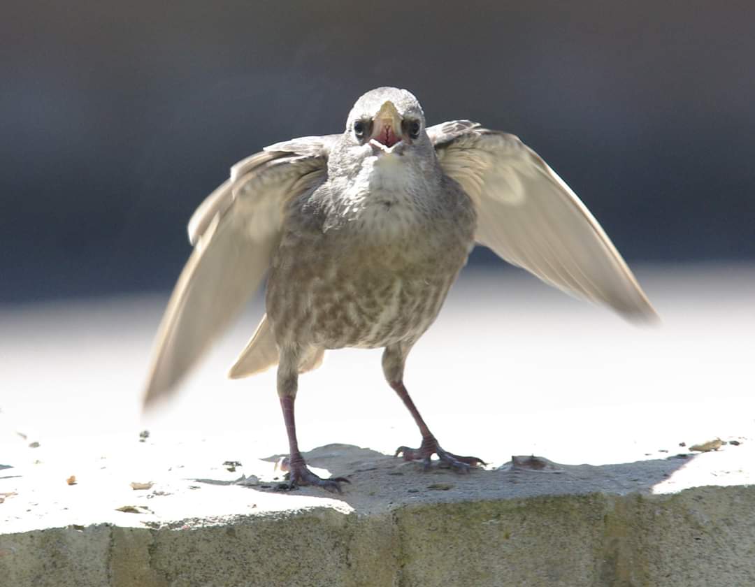 We've got dozens and dozens of starling babies this year. I love starlings.