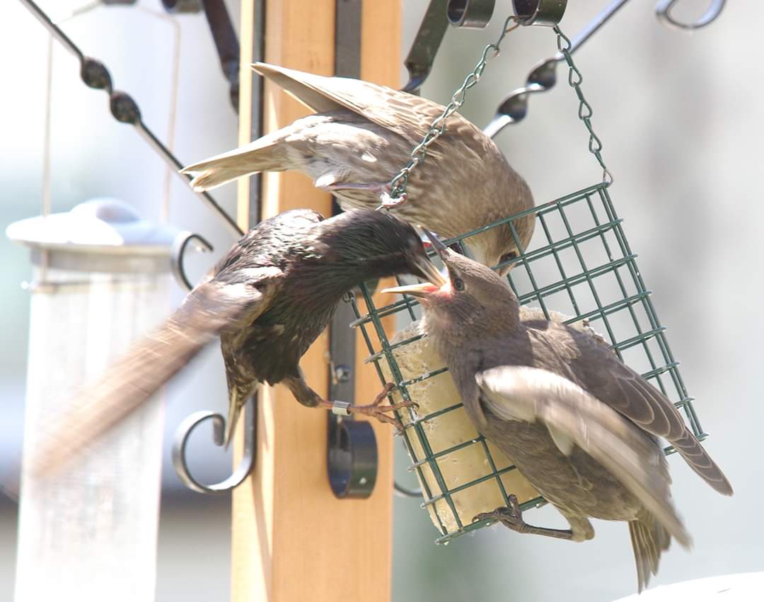 We've got dozens and dozens of starling babies this year. I love starlings.