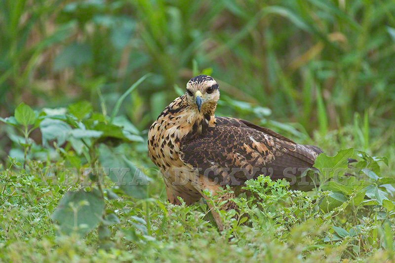Since we are on birds - I loved this juvenile Kite, I think Snail Kite 