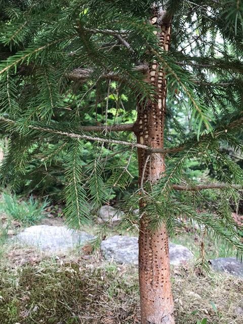 LoomisCentre's tweet photo. A friend sent these to me wondering what was going on in her tree! I had to ask for help in an online naturalist community! Turns out it is the work of a nesting yellow-bellied sapsucker, creating sap wells to catch insects to feed the young! So cool! #stilllearningeveryday https://t.co/YW8tn9wvTE