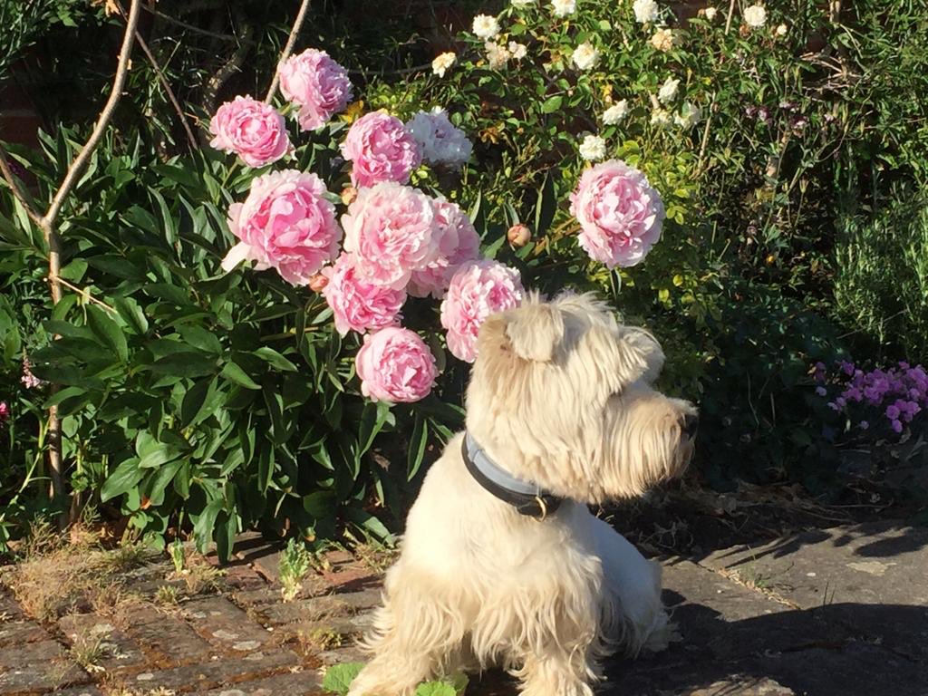 paws4thought4's tweet photo. Peonies and Basil -enjoy! https://t.co/E7z2R8aUSB