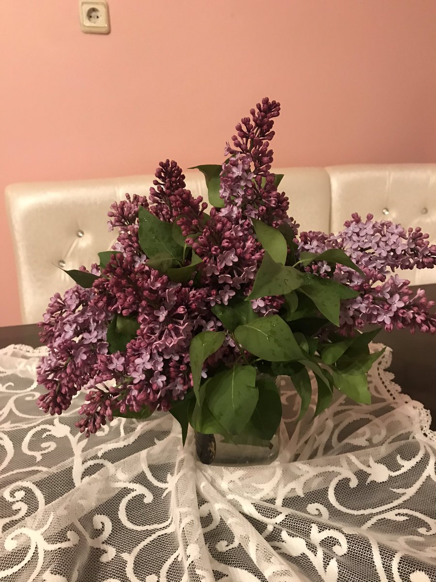 Kars ta leylaklar açtı.Mis kokuyor.